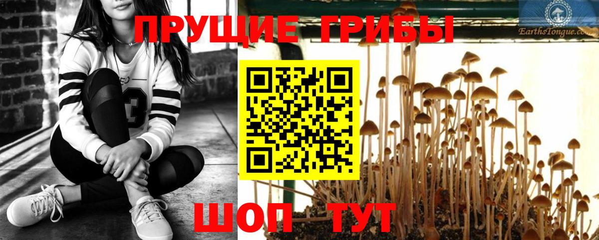 Псилоцибиновые грибы мицелий Ессентуки